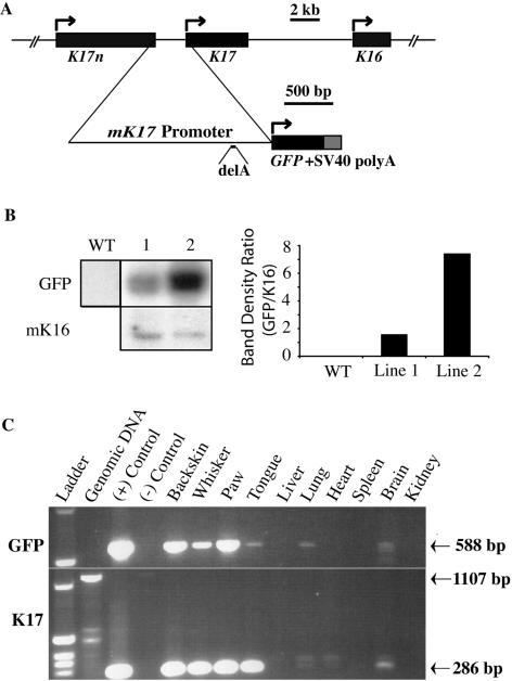 FIG. 1.