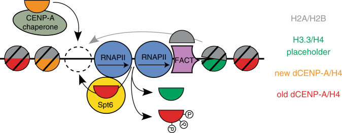 Fig. 7