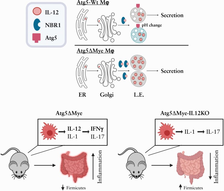 Graphical Abstract