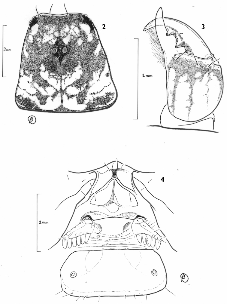 Figures 2–4.