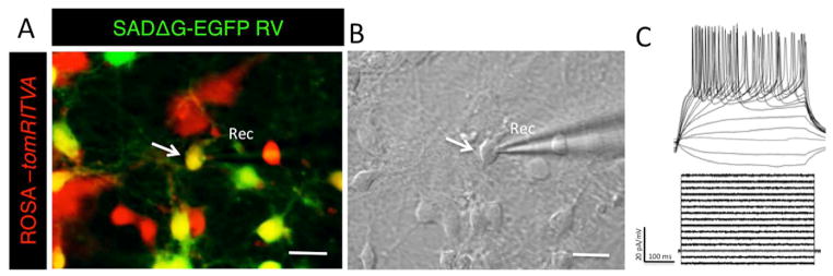 Figure 4