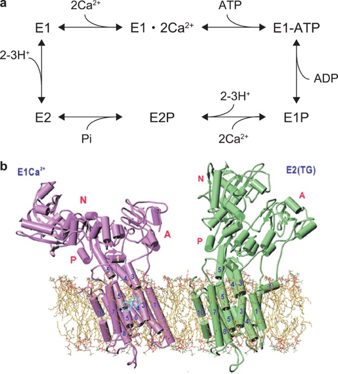 Figure 24