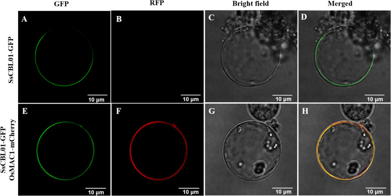 Fig. 6