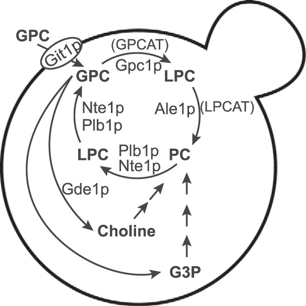 FIGURE 1.