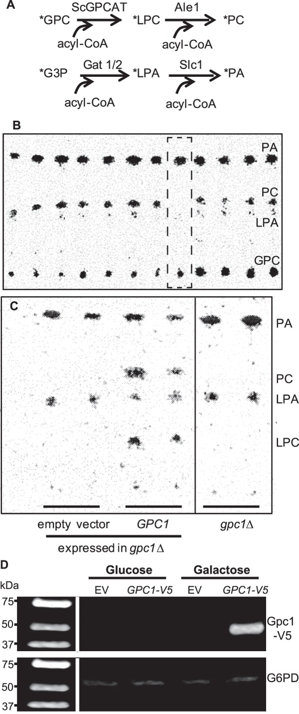 FIGURE 2.