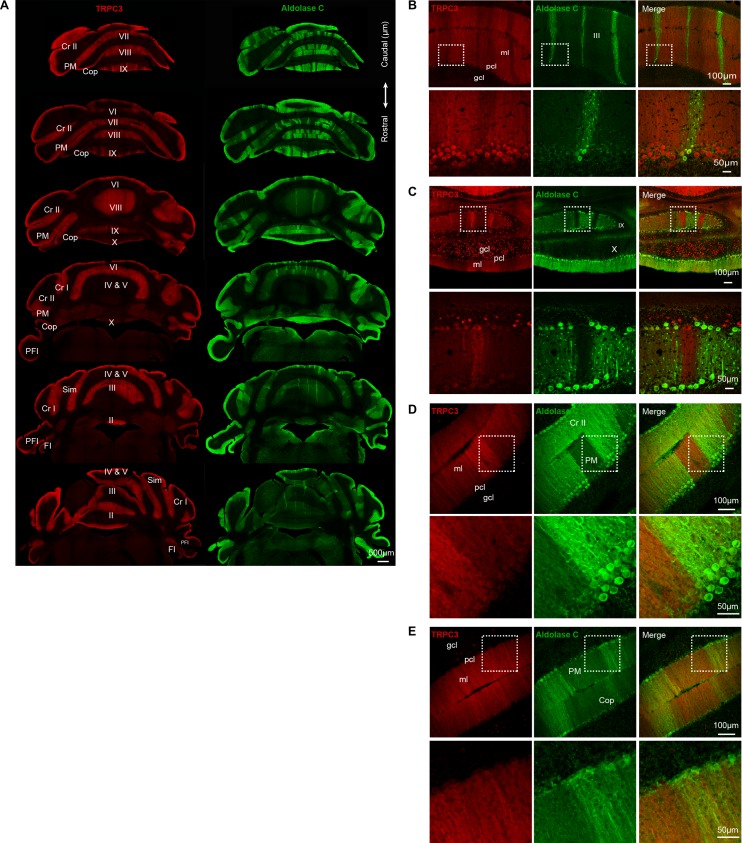 Figure 1—figure supplement 1.