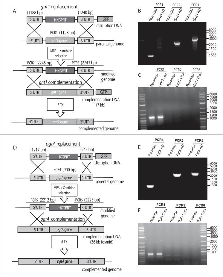 FIGURE 3.