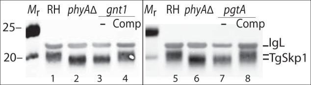 FIGURE 4.