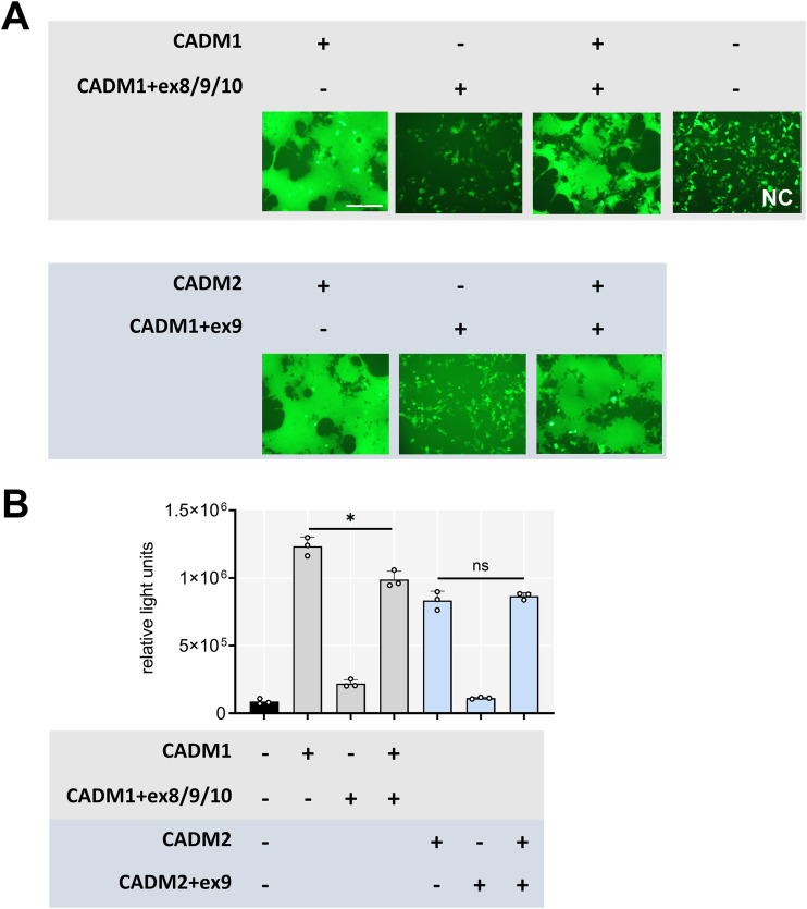 FIG 6