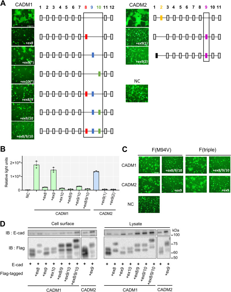 FIG 3