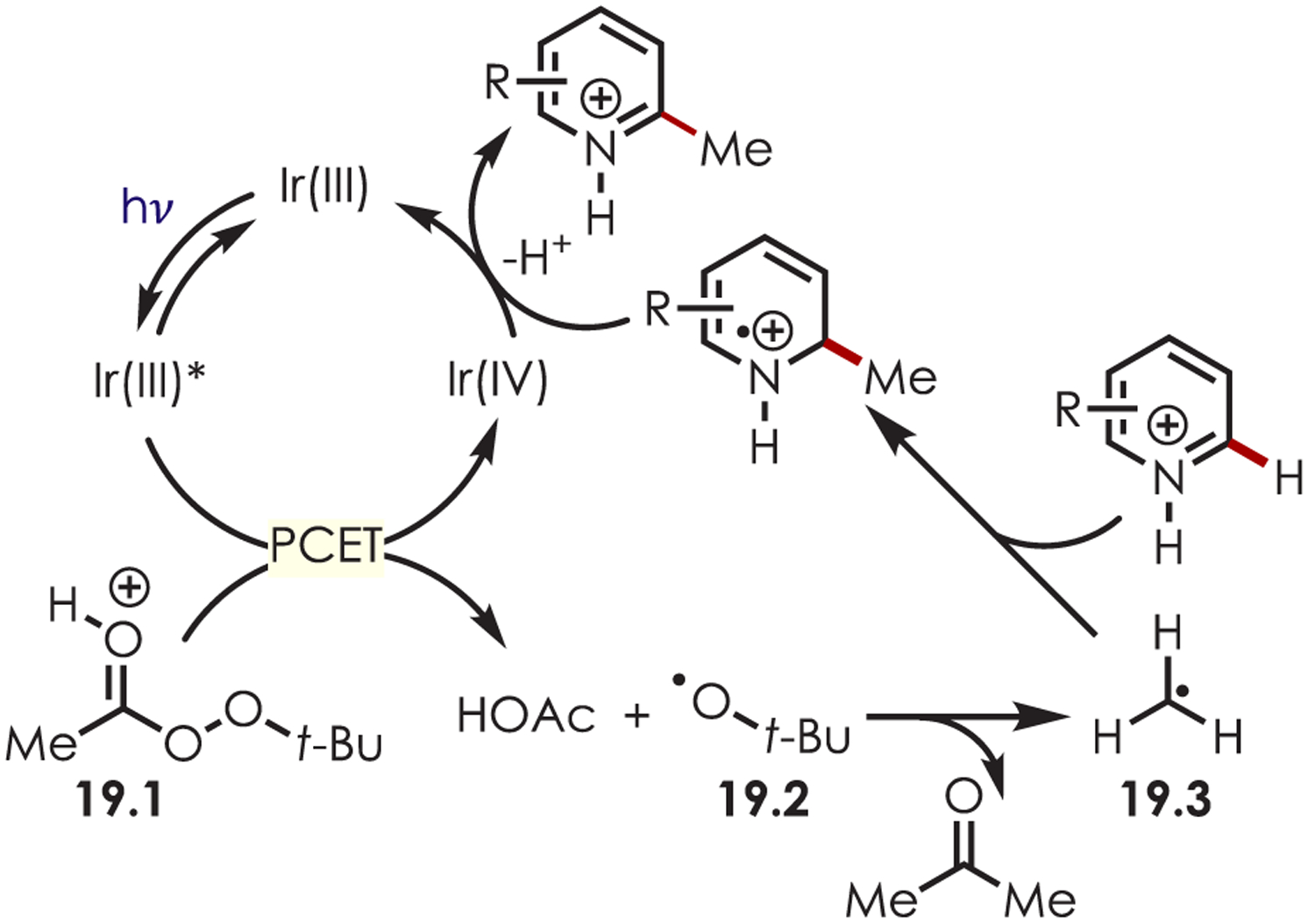 Scheme 19.