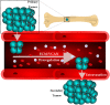 Graphical Abstract