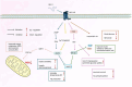 Diagram showing the GLP-1 and GLP-1R signaling pathway. GLP-1R activation influences cAMP, PI3K, and Ca2+/CaMKK2 pathways affecting insulin sensitivity and glucose metabolism. Key elements include PKA, AKT, AMPK, NF-κB, and BACE1, leading to outcomes like improved energy metabolism, reduced Aβ toxicity, decreased blood glucose, and enhanced neuronal survival. Pathways also involve SIRT1 and PGC1α improving insulin resistance and reducing neuroinflammation. Activation and inhibition are marked with arrows, indicating up-regulation or down-regulation effects. A mitochondrion is shown with ROS indicated.