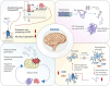 Diagram illustrating the role of GLP-1 and GLP-1R in the brain, impacting amyloid precursor protein processing and Aβ plaque aggregation reduction. Shows tau protein transformation into neurofibrillary tangles, reduced by GLP-1R agonists. Highlights reduced ROS generation, mitochondrial protection, and microglia activation reduction, indicating a role in combating neuroinflammation and promoting GLP-1 secretion.