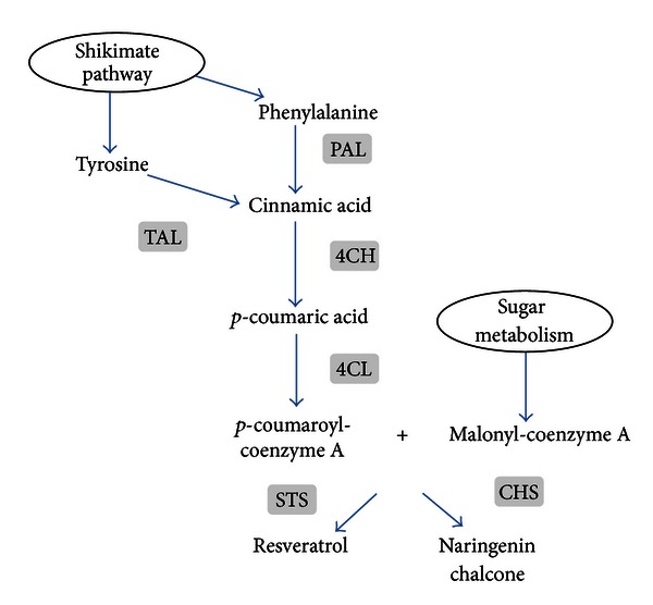 Figure 5