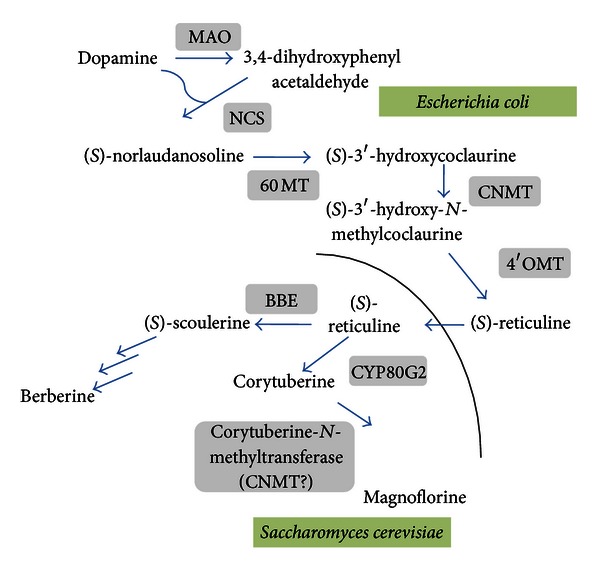 Figure 1