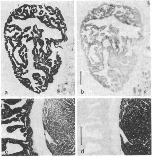 graphic file with name pnas00323-0206-c.jpg