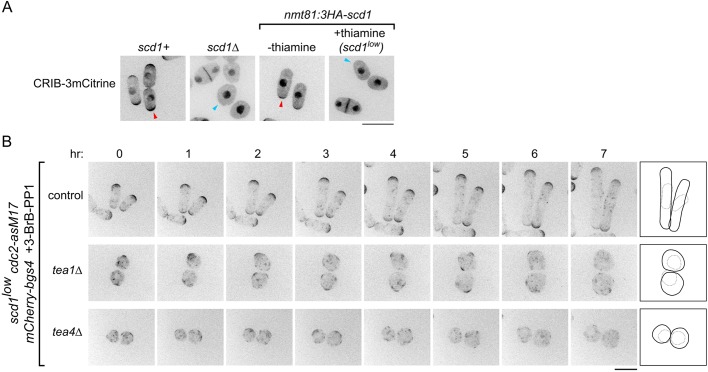 Fig. 3.