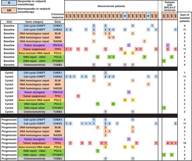 Figure 2. A heatmap representing co-occurring and deleterious non-BRCA1/2 alterations in all 28 patients in the ctDNA analysis cohort. Patients are organized in columns and grouped by reversion status, while genes are organized into rows and grouped by timepoint and mutation category (color coded). Response status to veliparib monotherapy in crossover period is indicated in orange or blue boxes per column and in legend. Each colored square in the heatmap corresponds to a potentially deleterious alteration in that gene for each patient per visit. The number in each colored square indicates the number of alterations detected in that gene per patient. Per gene row, total patients with alterations in that gene are enumerated in the rightmost column.