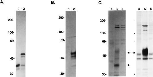 FIG. 1