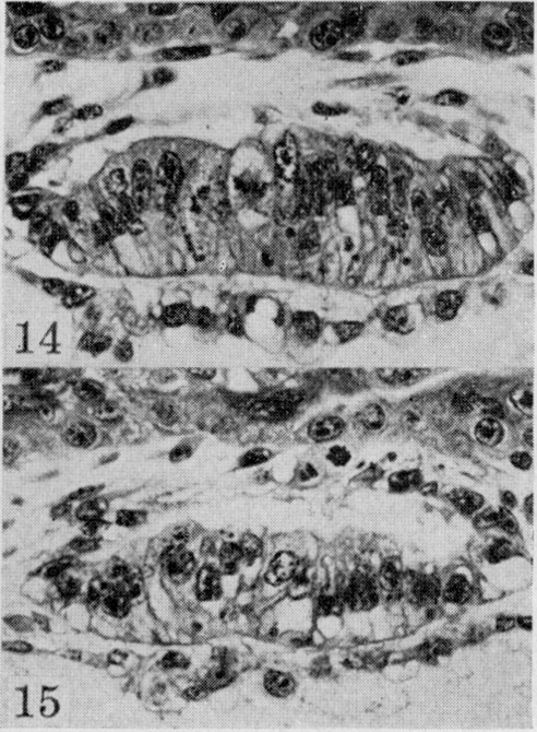 Fig. 15