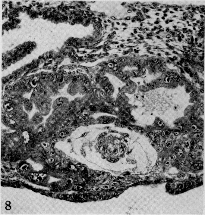 Fig. 8