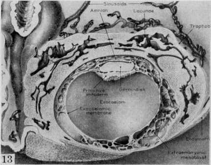 Fig. 13