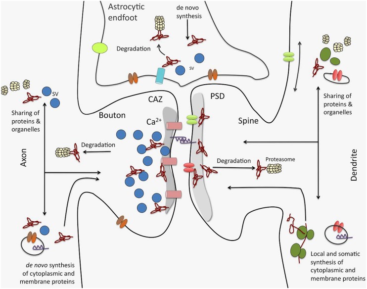 FIGURE 3