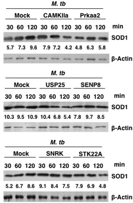 FIGURE 10.