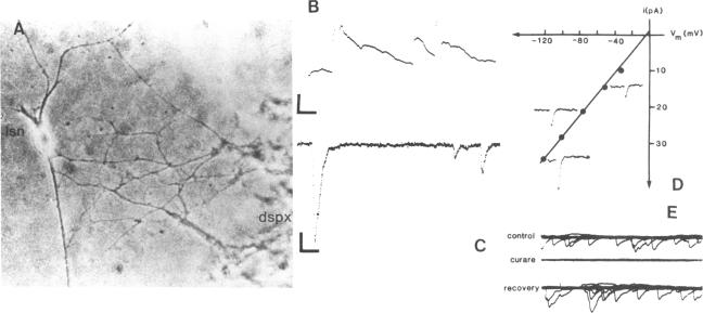 graphic file with name pnas00260-0419-a.jpg