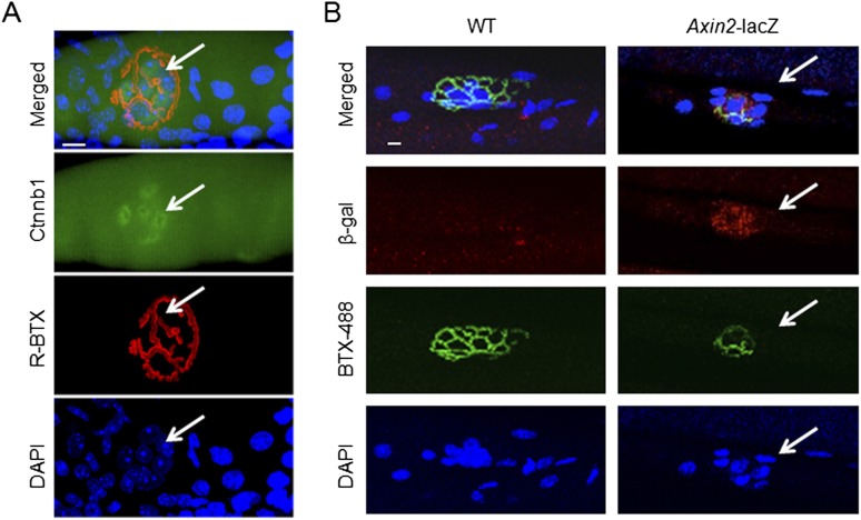 Figure 2—figure supplement 1.