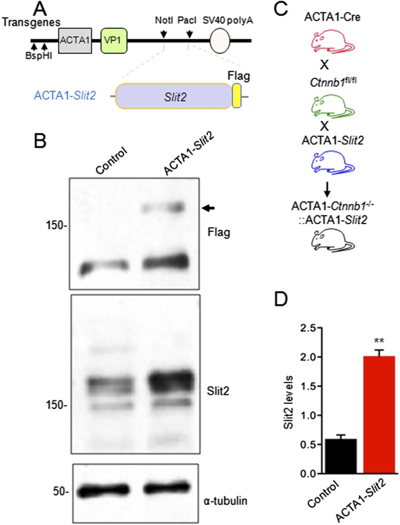 Figure 6—figure supplement 1.