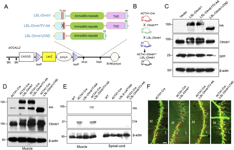 Figure 1—figure supplement 1.