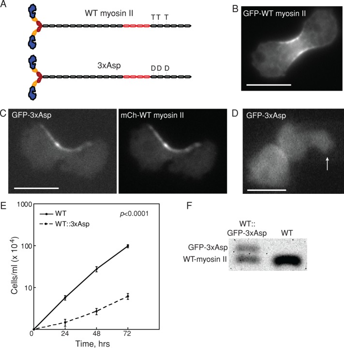 FIGURE 1: