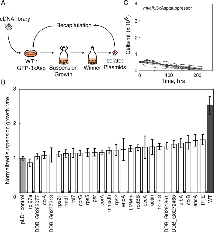 FIGURE 2: