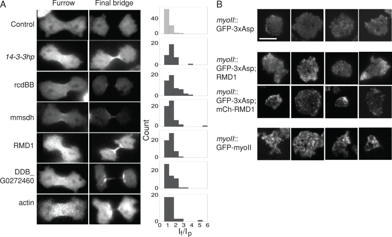 FIGURE 3: