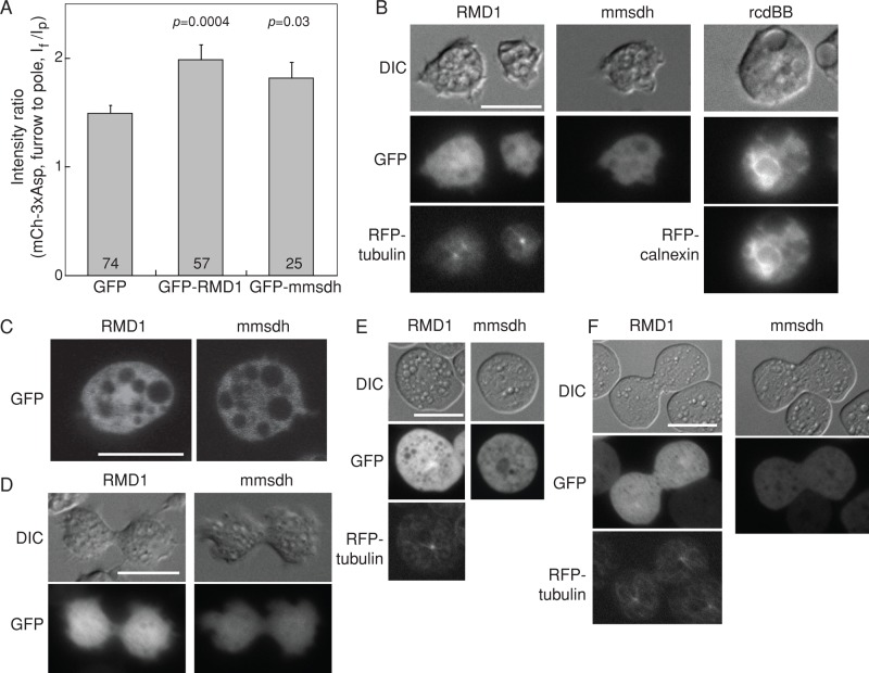 FIGURE 4: