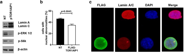 Fig. 6