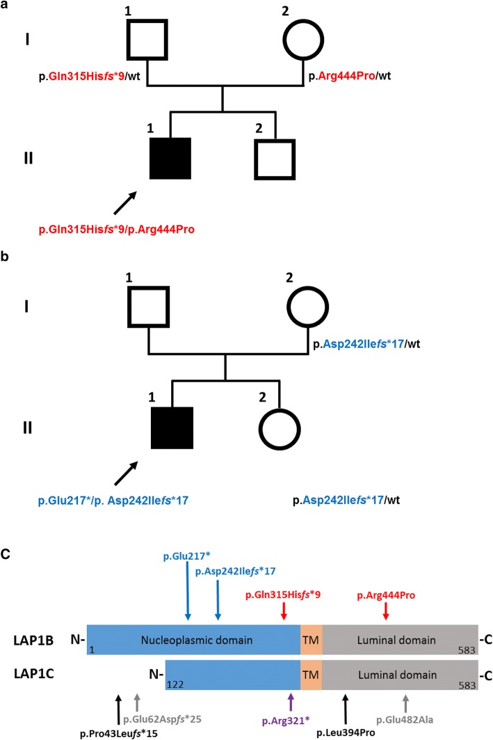 Fig. 2