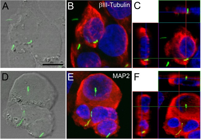 FIG 6