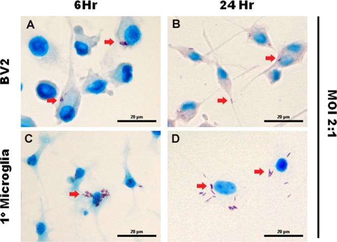 FIG 1