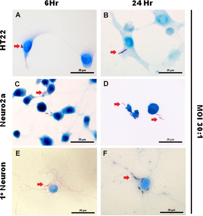 FIG 2