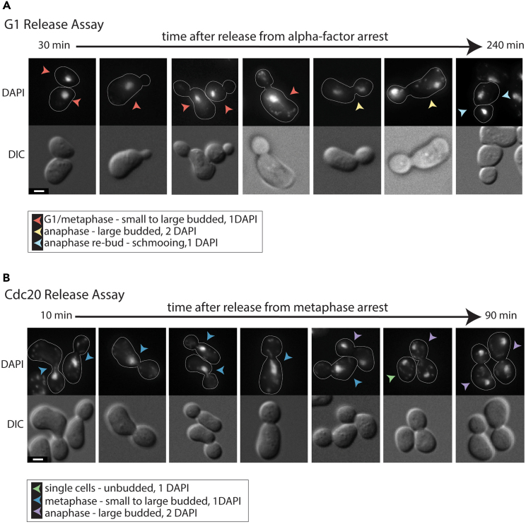 Figure 3