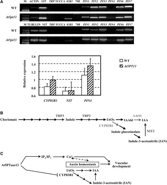 Figure 4.