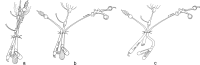 Figure 5a, 5b, and 5c.