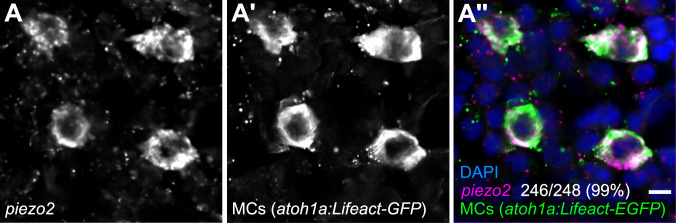 Figure 3—figure supplement 1.