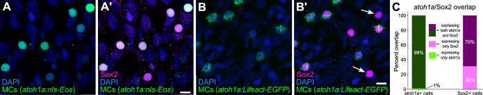 Figure 1—figure supplement 3.