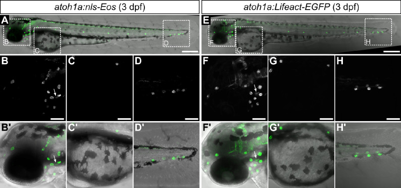 Figure 1—figure supplement 2.