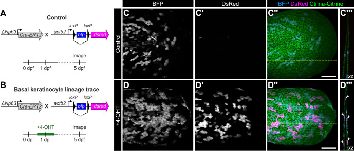 Figure 4—figure supplement 1.