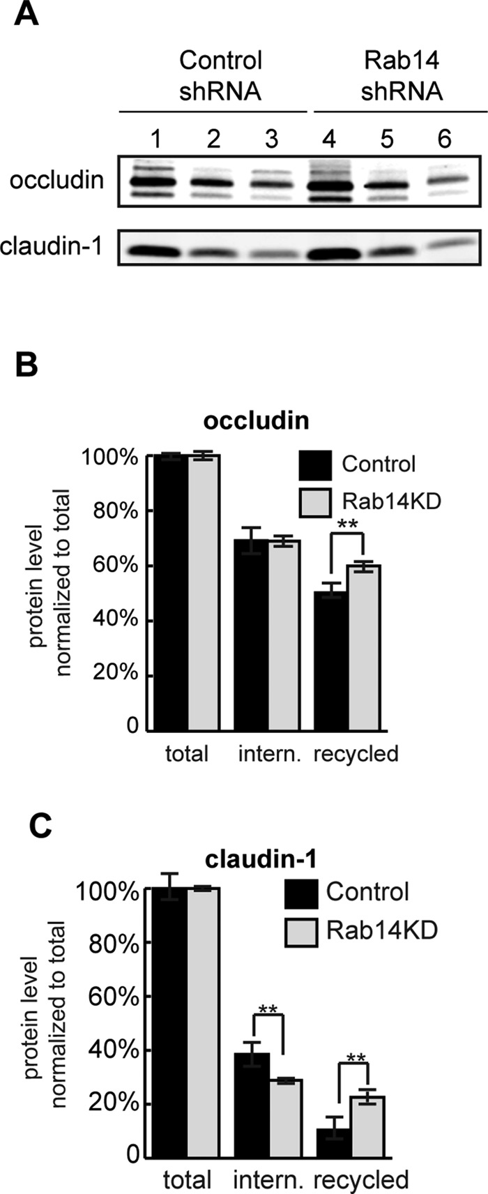 FIGURE 3: